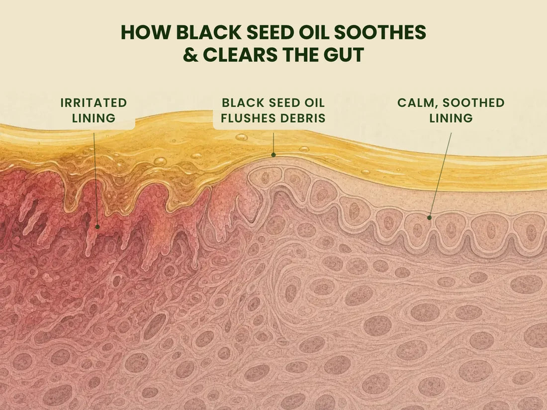 Diagram, “How black seed oil soothes and clears the gut”: a gut lining cross-section labelled from irritated and reddened on the left to calm and evenly toned on the right as black seed oil flows across it