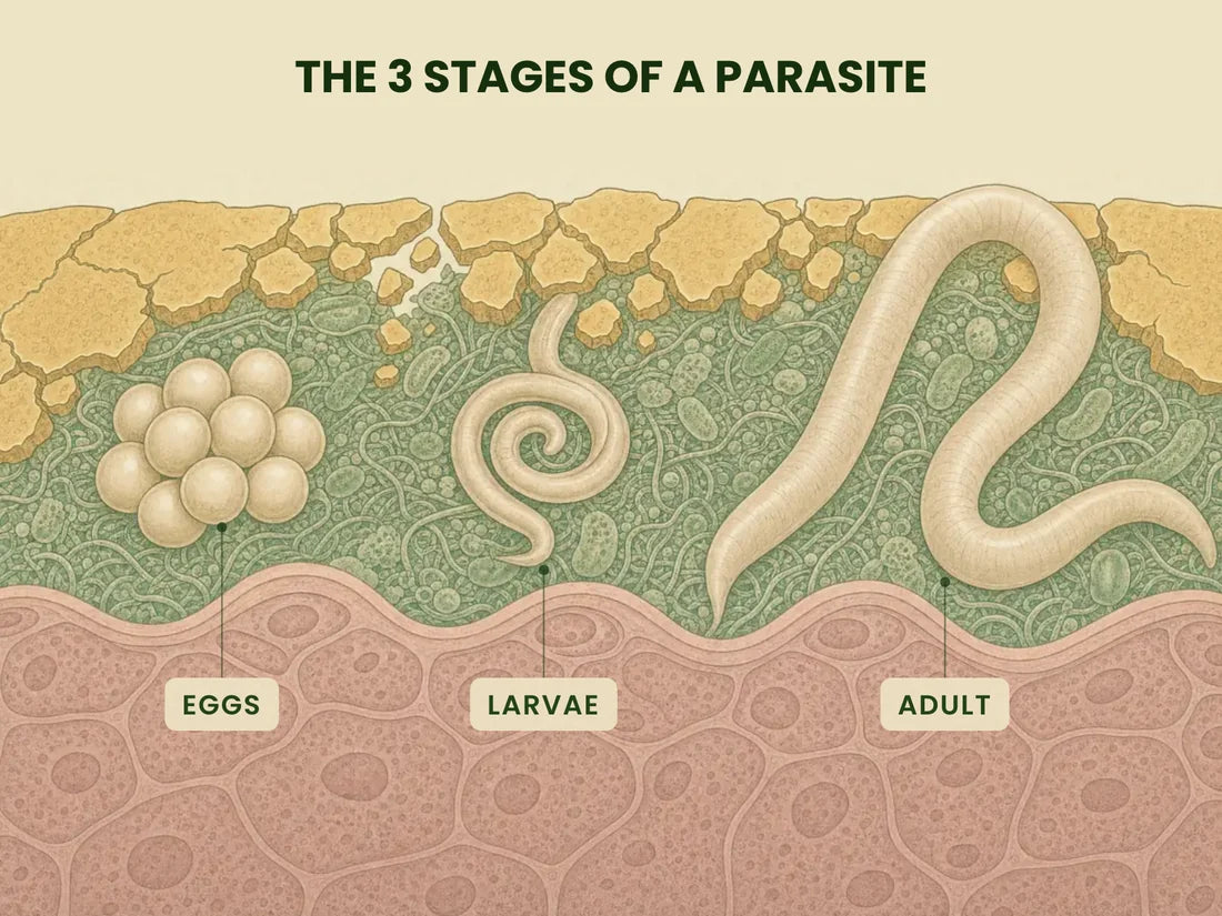 Diagram, “The 3 stages of a parasite”: gut tissue carrying a cluster of eggs, a coiled larva and a grown adult worm, each one labelled — the stages carvacrol reaches